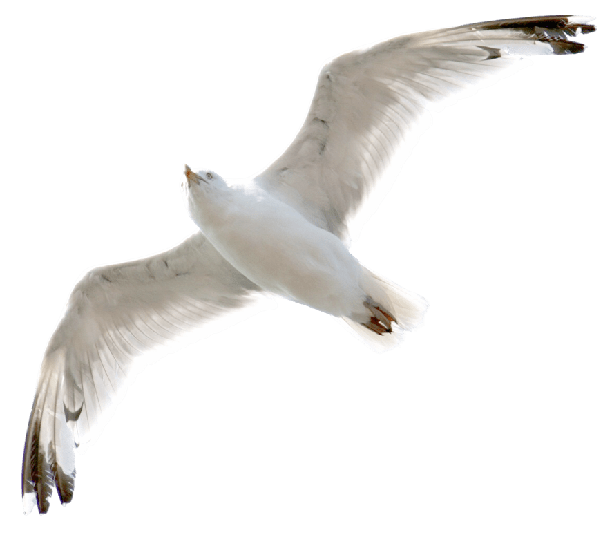 gavina volant